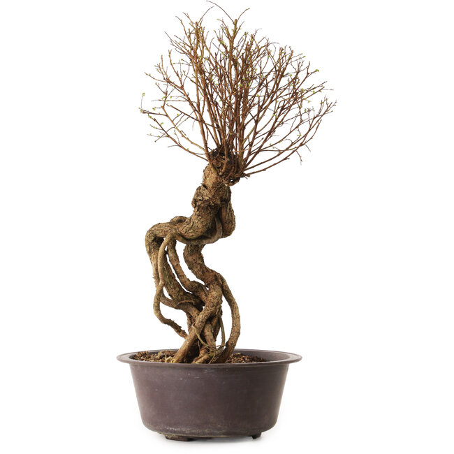 Ulmus parvifolia Nire, 48 cm, ± 12 años