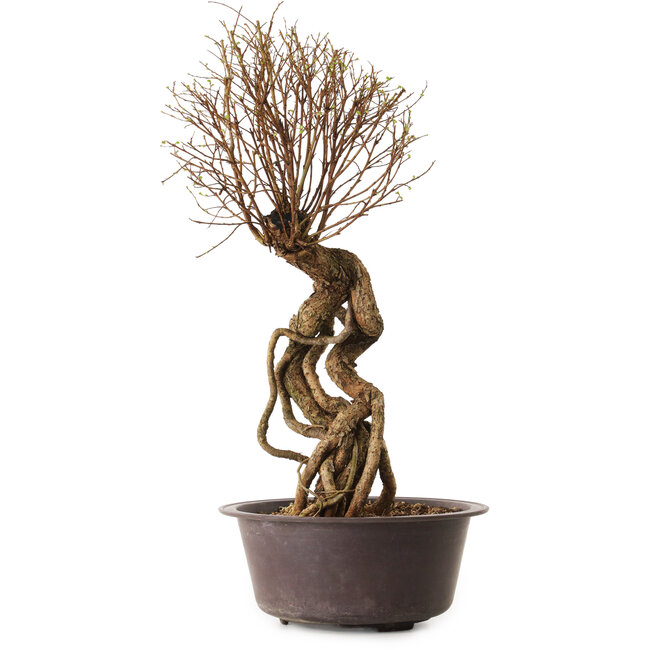 Ulmus parvifolia Nire, 48 cm, ± 12 years old