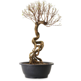 Ulmus parvifolia Nire, 48 cm, ± 12 years old