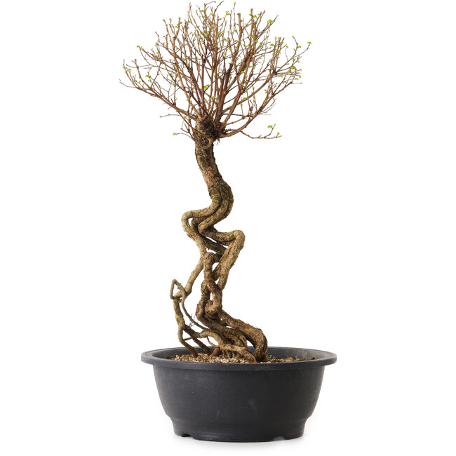 Ulmus parvifolia Nire, 48 cm, ± 12 ans