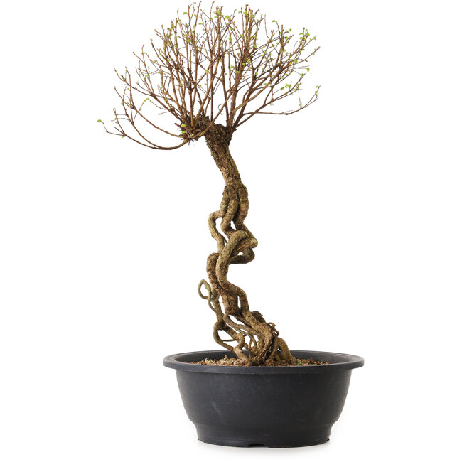 Ulmus parvifolia Nire, 48 cm, ± 12 years old