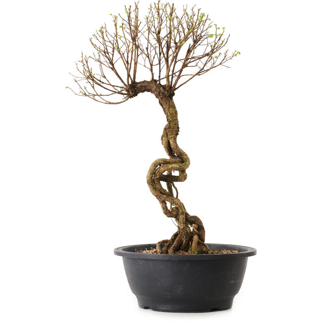 Ulmus parvifolia Nire, 48 cm, ± 12 Jahre alt