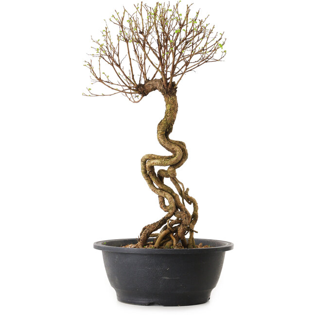 Ulmus parvifolia Nire, 48 cm, ± 12 years old