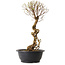 Ulmus parvifolia Nire, 48 cm, ± 12 years old