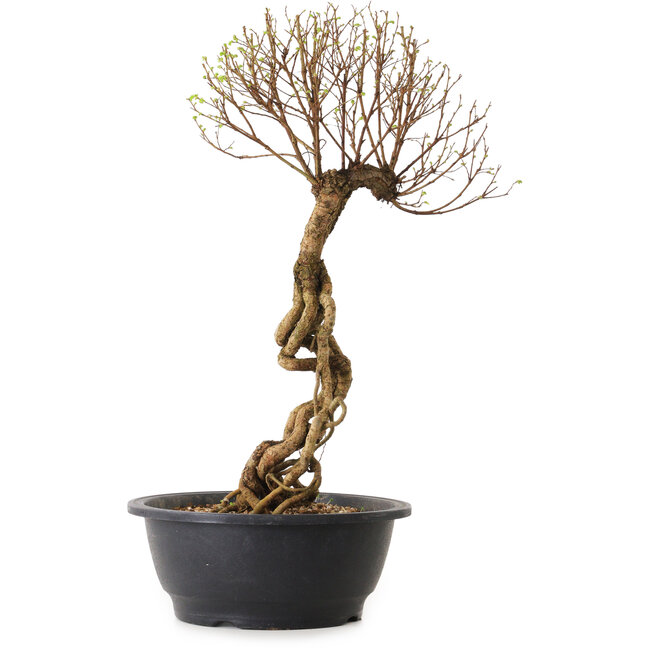 Ulmus parvifolia Nire, 48 cm, ± 12 años