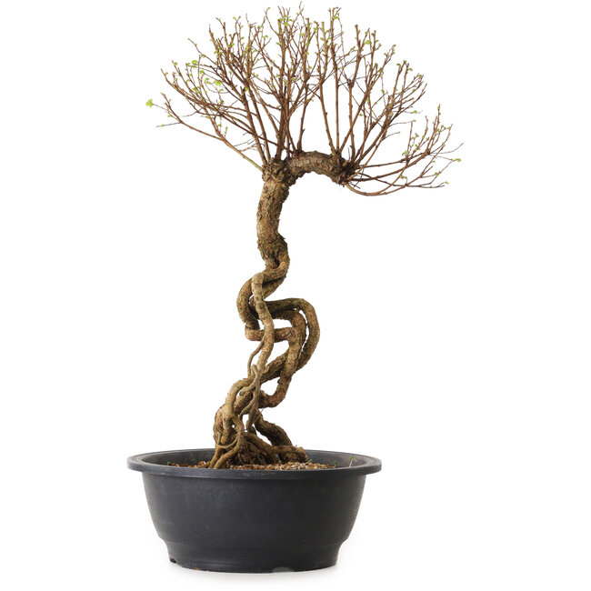 Ulmus parvifolia Nire, 48 cm, ± 12 años