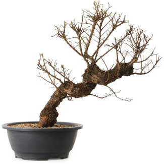 Ulmus parvifolia Nire, 50 cm, ± 12 jaar oud