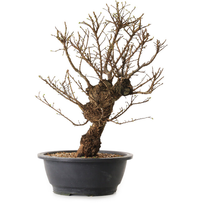 Ulmus parvifolia Nire, 50 cm, ± 12 ans