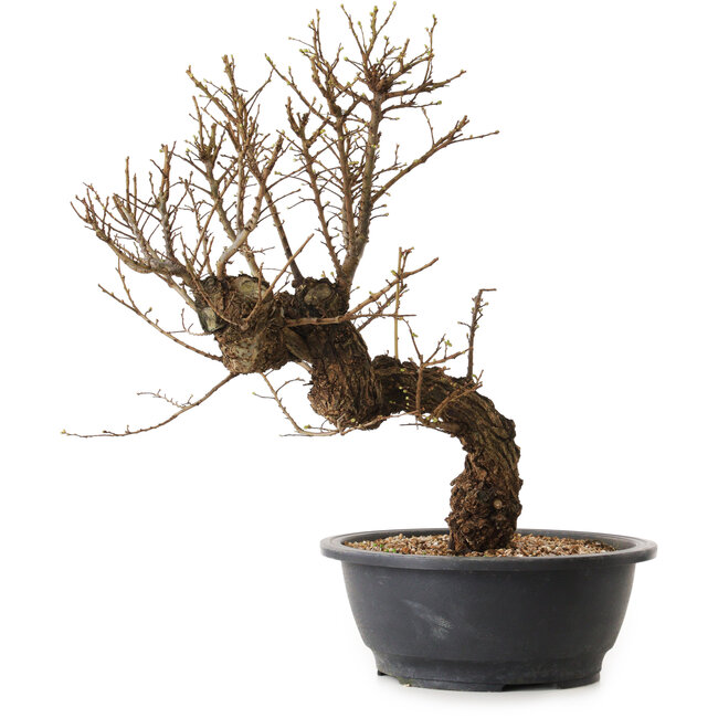 Ulmus parvifolia Nire, 50 cm, ± 12 Jahre alt