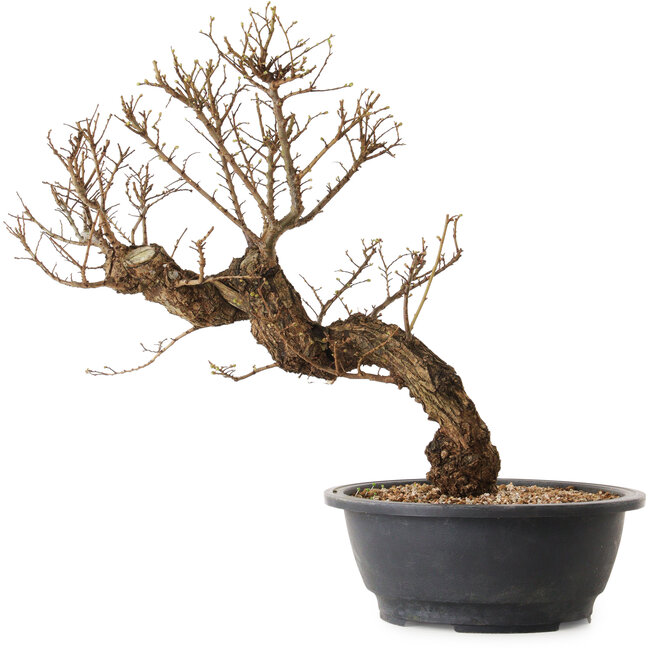 Ulmus parvifolia Nire, 50 cm, ± 12 years old