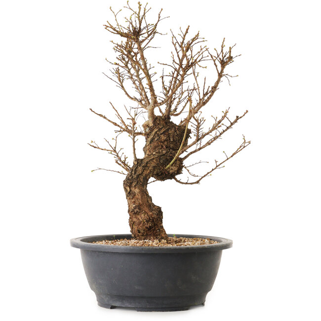 Ulmus parvifolia Nire, 50 cm, ± 12 anni