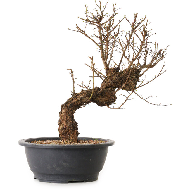 Ulmus parvifolia Nire, 50 cm, ± 12 anni