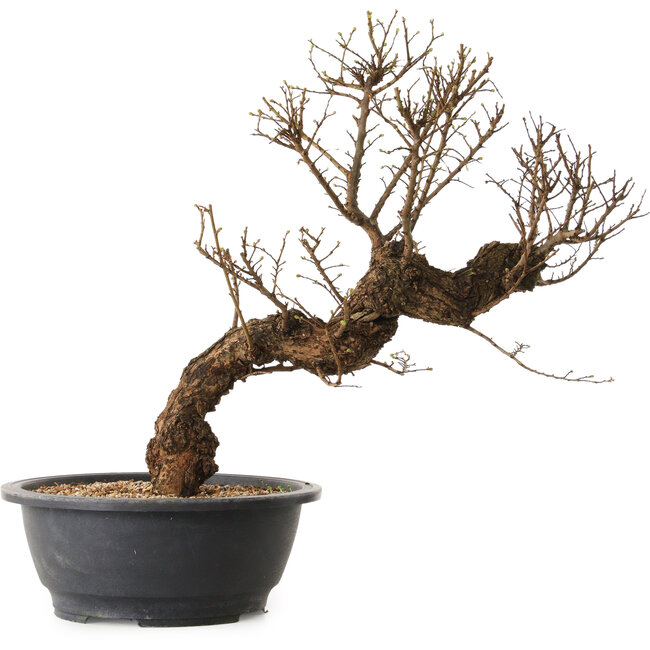 Ulmus parvifolia Nire, 50 cm, ± 12 ans