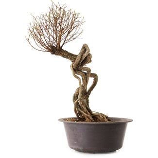 Ulmus parvifolia Nire, 48 cm, ± 12 ans