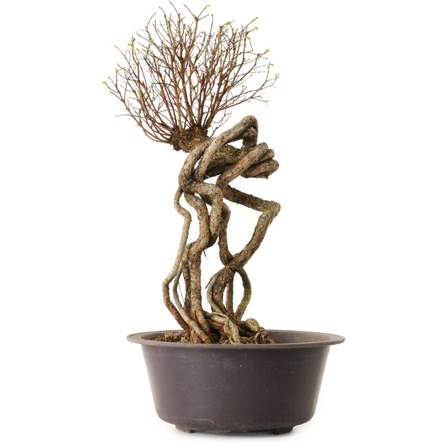 Ulmus parvifolia Nire, 48 cm, ± 12 years old