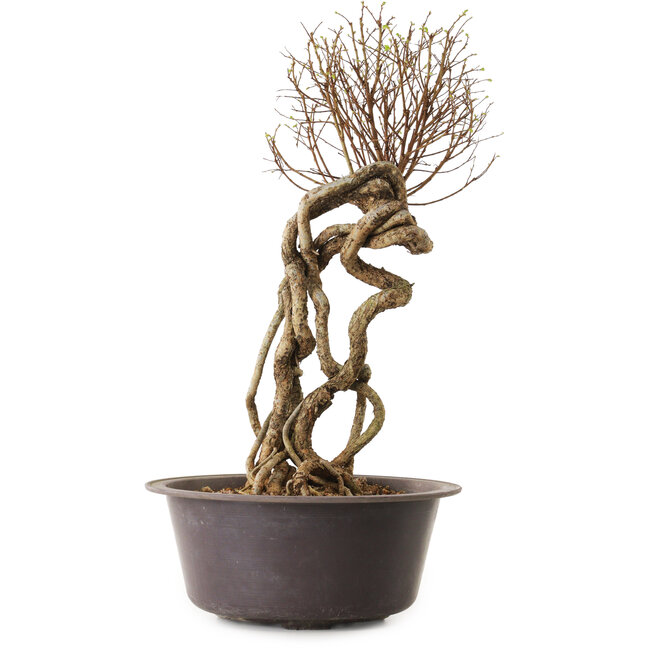 Ulmus parvifolia Nire, 48 cm, ± 12 años