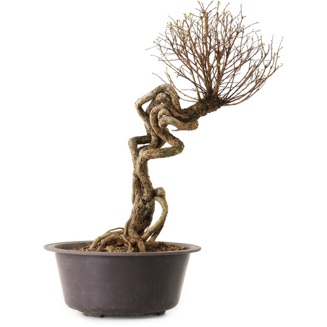 Ulmus parvifolia Nire, 48 cm, ± 12 años