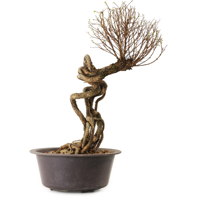 Ulmus parvifolia Nire, 48 cm, ± 12 anni