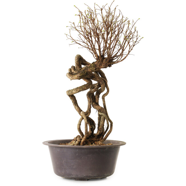 Ulmus parvifolia Nire, 48 cm, ± 12 ans