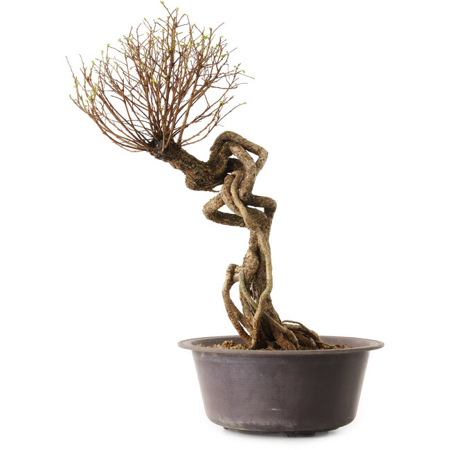 Ulmus parvifolia Nire, 48 cm, ± 12 years old