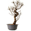 Ulmus parvifolia Nire, 48 cm, ± 12 years old