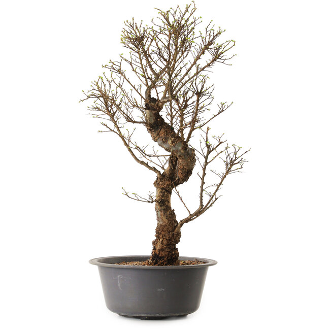 Ulmus parvifolia Nire, 48 cm, ± 12 Jahre alt