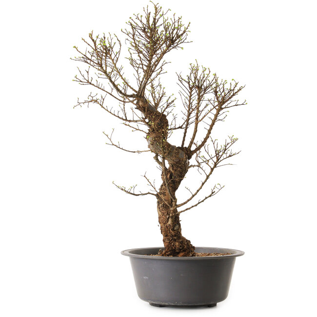 Ulmus parvifolia Nire, 48 cm, ± 12 ans