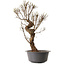 Ulmus parvifolia Nire, 48 cm, ± 12 years old