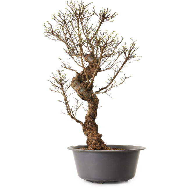 Ulmus parvifolia Nire, 48 cm, ± 12 Jahre alt