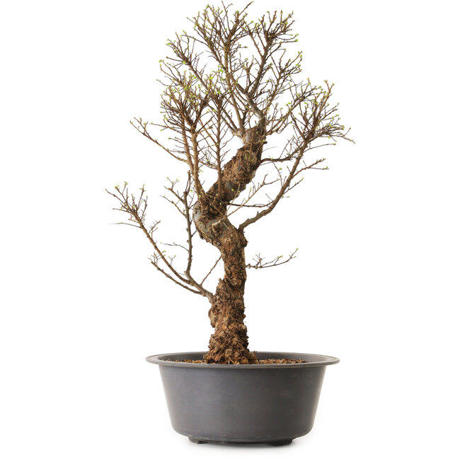 Ulmus parvifolia Nire, 48 cm, ± 12 años