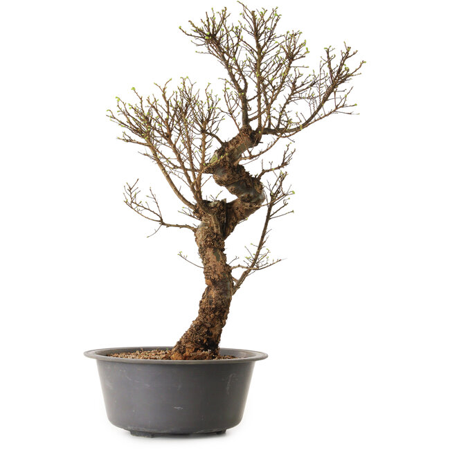 Ulmus parvifolia Nire, 48 cm, ± 12 anni