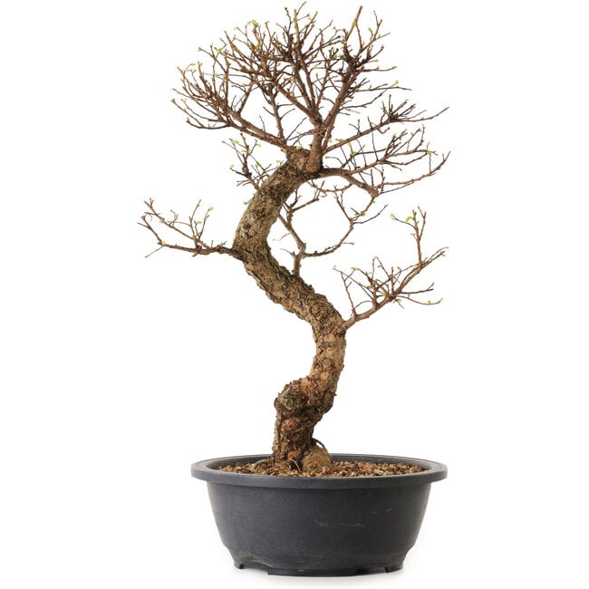 Ulmus parvifolia Nire, 41 cm, ± 12 años