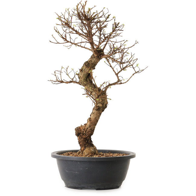 Ulmus parvifolia Nire, 41 cm, ± 12 jaar oud