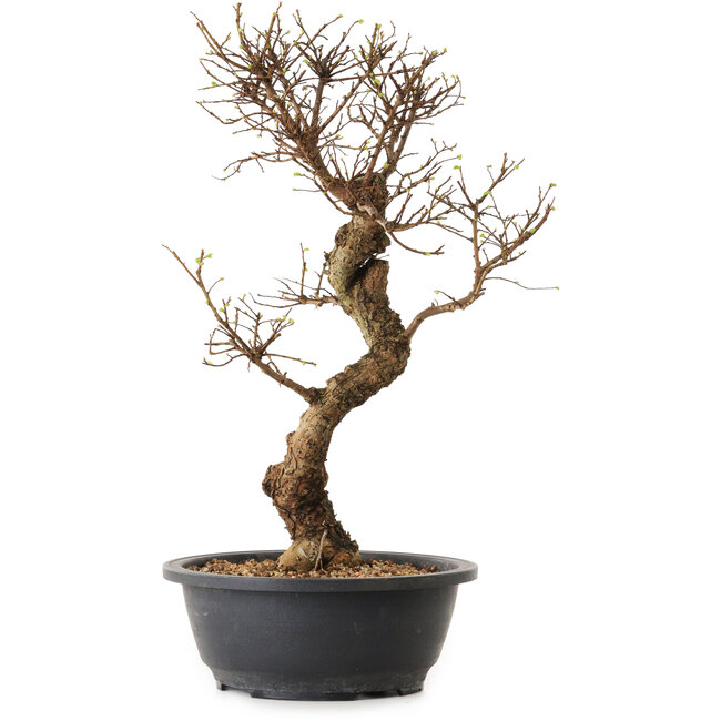 Ulmus parvifolia Nire, 41 cm, ± 12 años