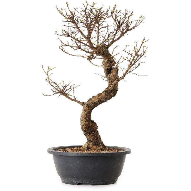 Ulmus parvifolia Nire, 41 cm, ± 12 años