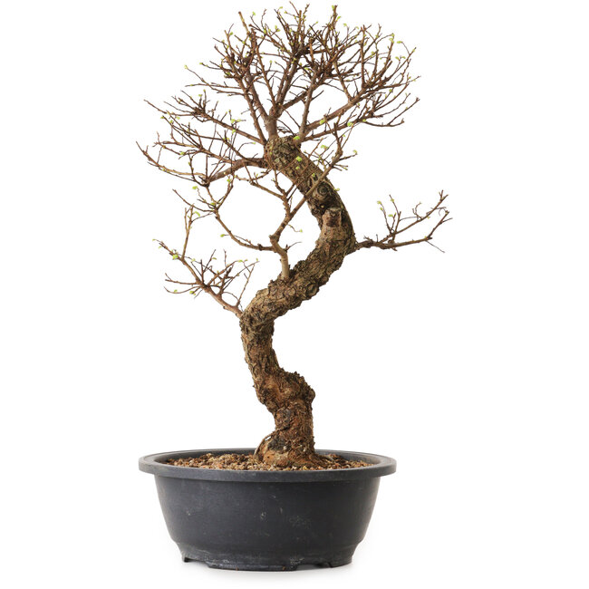 Ulmus parvifolia Nire, 41 cm, ± 12 anni