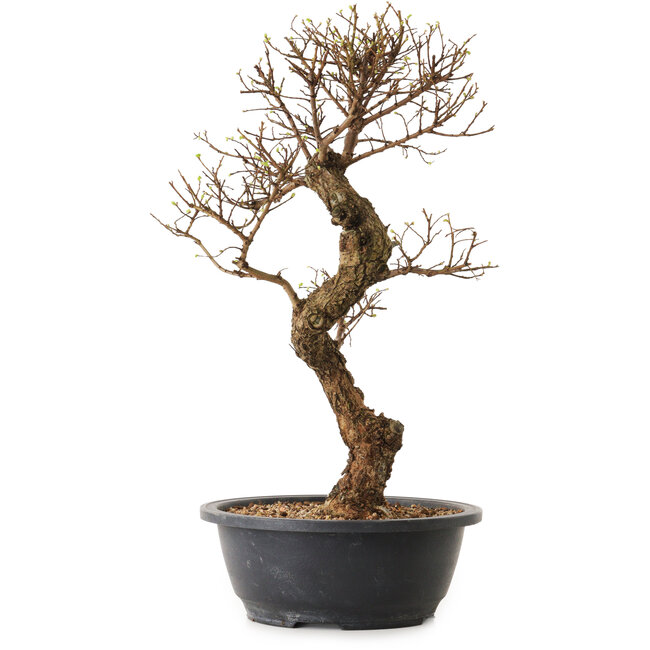 Ulmus parvifolia Nire, 41 cm, ± 12 years old