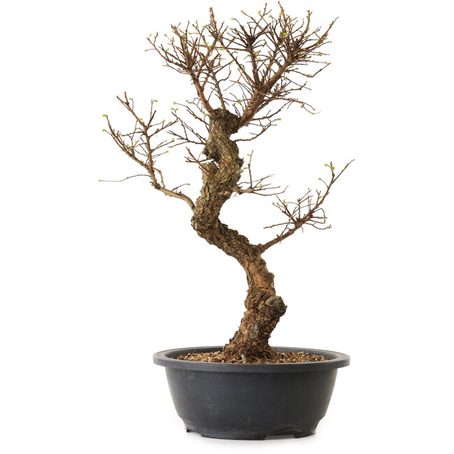 Ulmus parvifolia Nire, 41 cm, ± 12 años