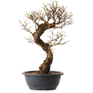 Ulmus parvifolia Nire, 41 cm, ± 12 ans