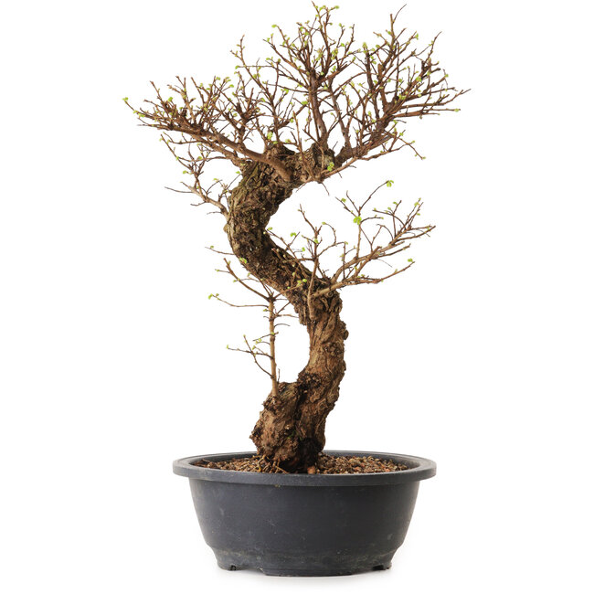 Ulmus parvifolia Nire, 41 cm, ± 12 anni