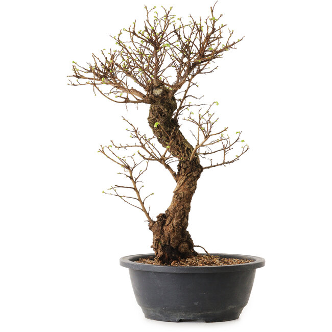 Ulmus parvifolia Nire, 41 cm, ± 12 jaar oud