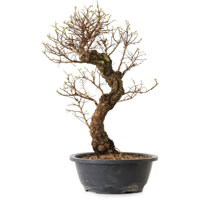 Ulmus parvifolia Nire, 41 cm, ± 12 years old