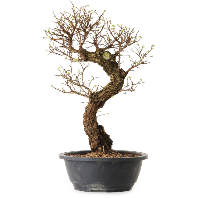 Ulmus parvifolia Nire, 41 cm, ± 12 years old