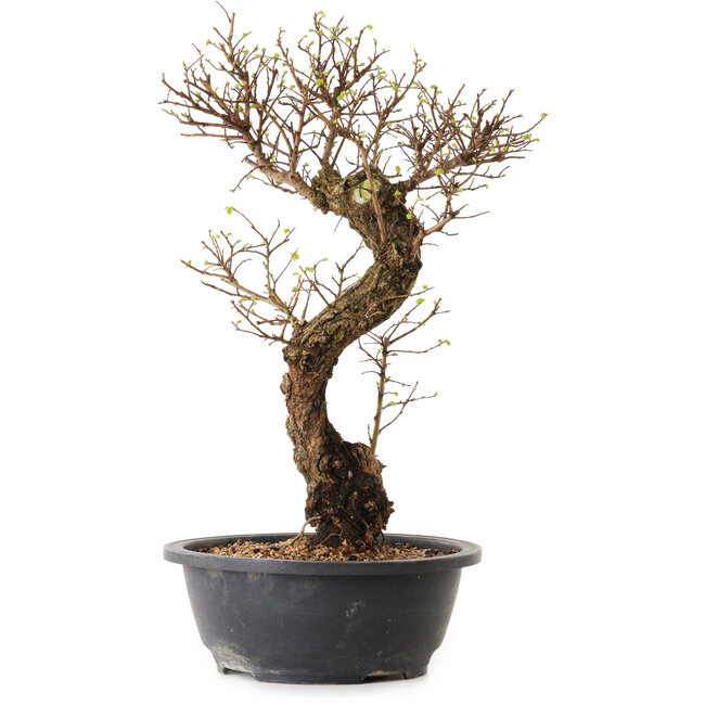 Ulmus parvifolia Nire, 41 cm, ± 12 ans