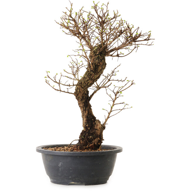 Ulmus parvifolia Nire, 41 cm, ± 12 ans