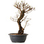 Ulmus parvifolia Nire, 41 cm, ± 12 years old