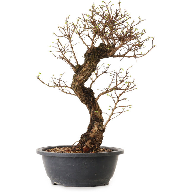 Ulmus parvifolia Nire, 41 cm, ± 12 anni