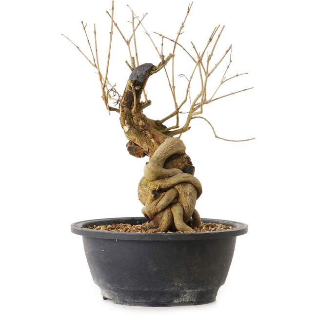 Punica granatum, 29 cm, ± 12 anni