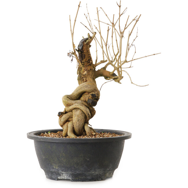 Punica granatum, 29 cm, ± 12 jaar oud