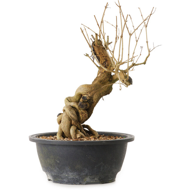 Punica granatum, 29 cm, ± 12 anni